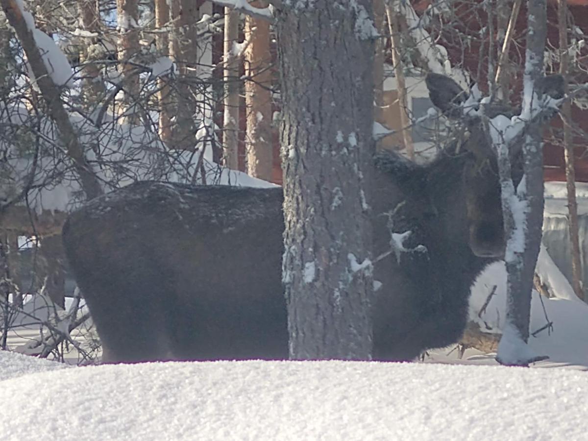Lagomhuset - A Peaceful Holiday In Swedish Lapland Vidsel Luaran gambar