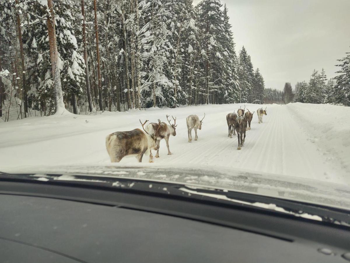 Lagomhuset - A Peaceful Holiday In Swedish Lapland Vidsel Luaran gambar